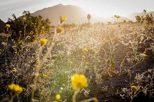 „Zázrak“ v poušti. Údolí smrti ožilo, po letech ho pokryl koberec květů