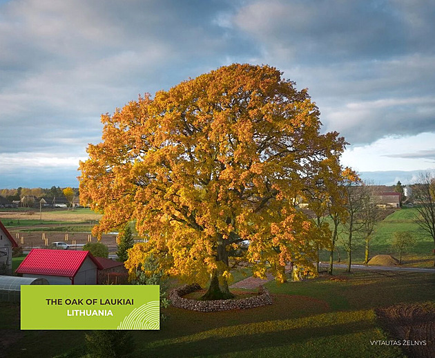 Litva vyhrála soutěž o Evropský strom roku. Boj provázely nacionalistické vášně