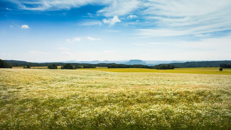 Záhadnou šelmu znovu spatřili na jihu Čech. Starosta zveřejnil varování