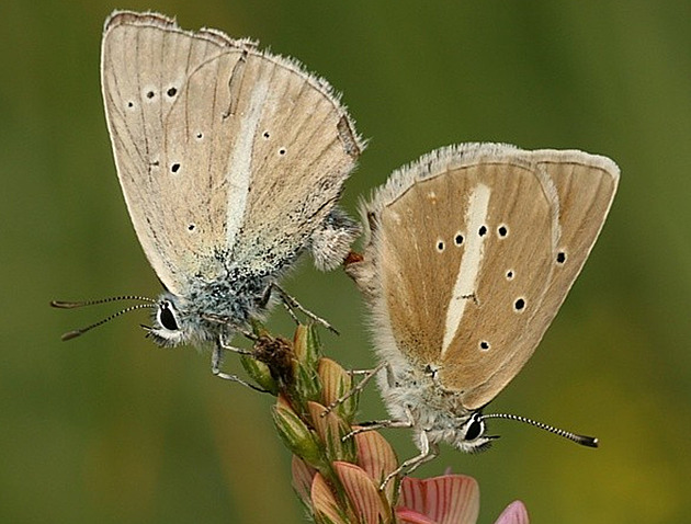Motýlům vadí horko i sucho. Klimatické změny je nutí ke stěhování, ukázala studie